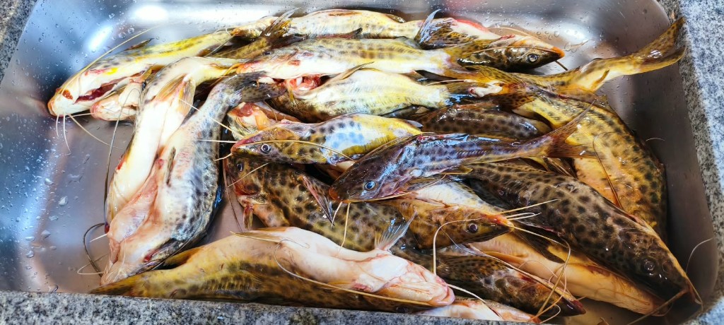Pia Inox do Tablado com Peixes