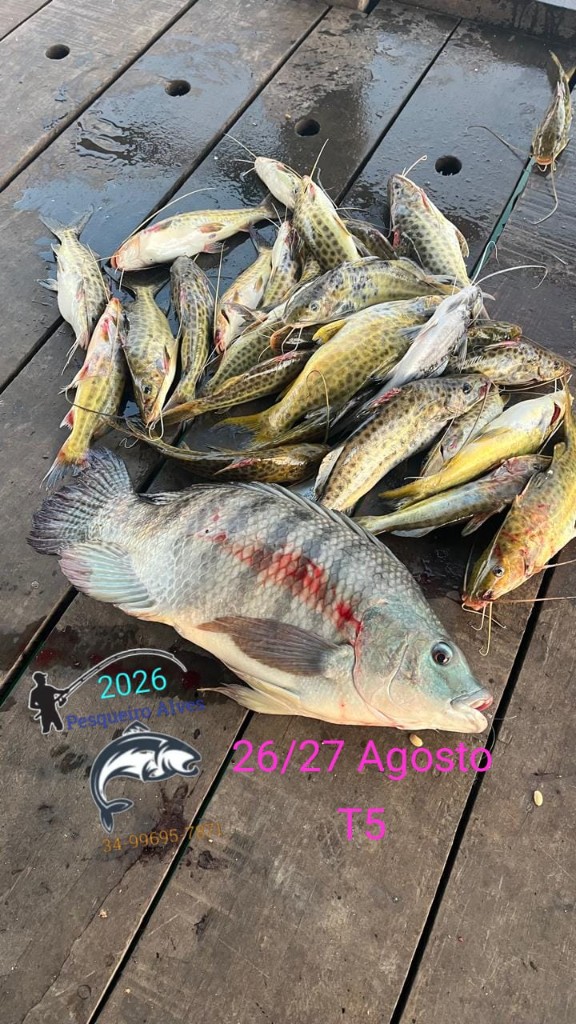 Tilápia Bruta de 3kg e Mandis no T5