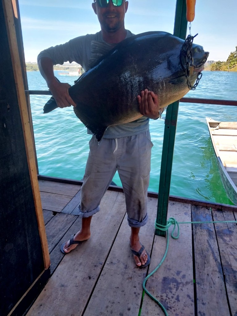 Caranha Bruta Segurada no Tablado